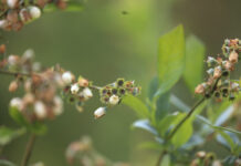 Przymrozki w uprawach jagodowych – jak się przygotować do sezonu 2026