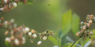 Przymrozki w uprawach jagodowych – jak się przygotować do sezonu 2026