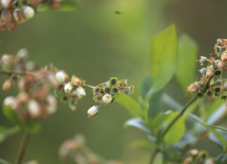 Przymrozki w uprawach jagodowych – jak się przygotować do sezonu 2026