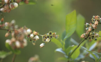 Przymrozki w uprawach jagodowych – jak się przygotować do sezonu 2026