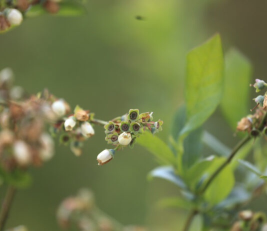 Przymrozki w uprawach jagodowych – jak się przygotować do sezonu 2026