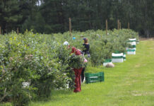 Zatrudnianie pracowników sezonowych w gospodarstwie jagodowym – praktyczny poradnik krok po kroku