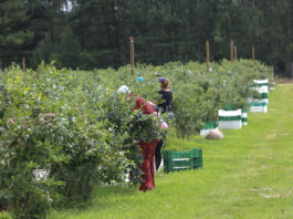 Zatrudnianie pracowników sezonowych w gospodarstwie jagodowym – praktyczny poradnik krok po kroku