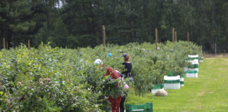 Zatrudnianie pracowników sezonowych w gospodarstwie jagodowym – praktyczny poradnik krok po kroku