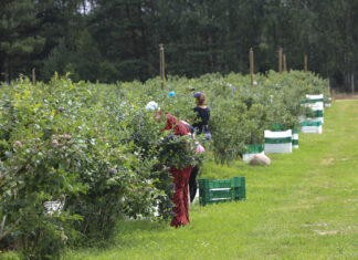 Zatrudnianie pracowników sezonowych w gospodarstwie jagodowym – praktyczny poradnik krok po kroku