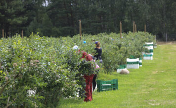 Zatrudnianie pracowników sezonowych w gospodarstwie jagodowym – praktyczny poradnik krok po kroku