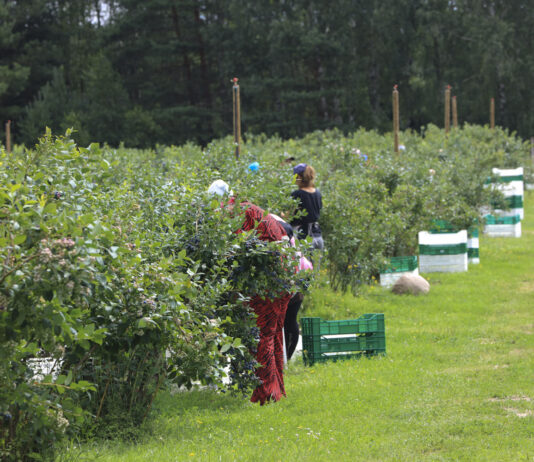 Zatrudnianie pracowników sezonowych w gospodarstwie jagodowym – praktyczny poradnik krok po kroku