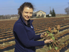 Pierwsza lustracja plantacji w projekcie „Truskawkowe Inspiracje”. Czyli jak dobrze rozpocząć sezon truskawkowy 2026?