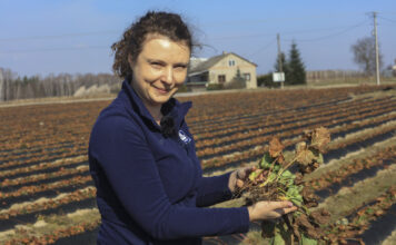 Pierwsza lustracja plantacji w projekcie „Truskawkowe Inspiracje”. Czyli jak dobrze rozpocząć sezon truskawkowy 2026?