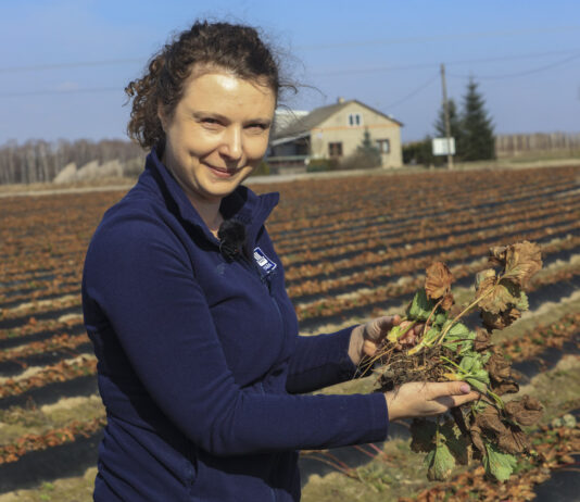 Pierwsza lustracja plantacji w projekcie „Truskawkowe Inspiracje”. Czyli jak dobrze rozpocząć sezon truskawkowy 2026?