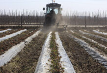 Usuwanie starych liści truskawek po zimie – kluczowy zabieg fitosanitarny, ale przed ruszeniem wegetacji