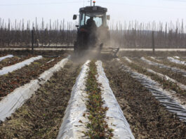 Usuwanie starych liści truskawek po zimie – kluczowy zabieg fitosanitarny, ale przed ruszeniem wegetacji