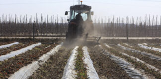 Usuwanie starych liści truskawek po zimie – kluczowy zabieg fitosanitarny, ale przed ruszeniem wegetacji