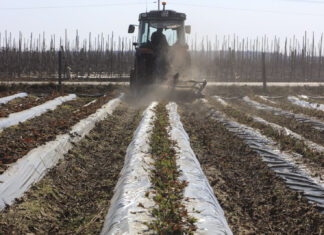 Usuwanie starych liści truskawek po zimie – kluczowy zabieg fitosanitarny, ale przed ruszeniem wegetacji