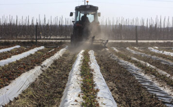 Usuwanie starych liści truskawek po zimie – kluczowy zabieg fitosanitarny, ale przed ruszeniem wegetacji