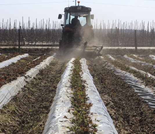 Usuwanie starych liści truskawek po zimie – kluczowy zabieg fitosanitarny, ale przed ruszeniem wegetacji