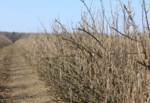 Porzeczki – wiosenna lustracja plantacji, pierwsze nawozy i zabiegi ochrony