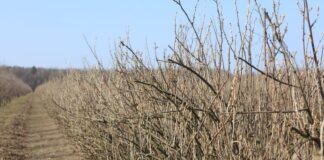 Porzeczki – wiosenna lustracja plantacji, pierwsze nawozy i zabiegi ochrony