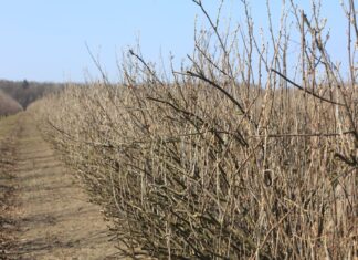 Porzeczki – wiosenna lustracja plantacji, pierwsze nawozy i zabiegi ochrony
