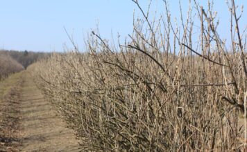Porzeczki – wiosenna lustracja plantacji, pierwsze nawozy i zabiegi ochrony