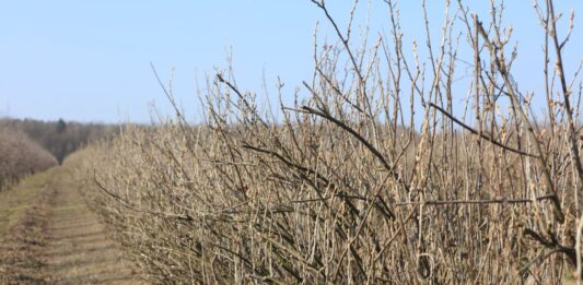 Porzeczki – wiosenna lustracja plantacji, pierwsze nawozy i zabiegi ochrony