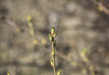 Porzeczki – wiosenna lustracja plantacji, pierwsze nawozy i zabiegi ochrony