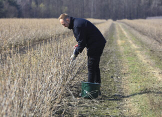 Precyzyjne nawożenie zaczyna się od gleby. Zasady pobierania prób glebowych
