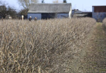 Porzeczki – wiosenna lustracja plantacji, pierwsze nawozy i zabiegi ochrony