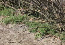 Wiosenne zwalczanie chwastów w porzeczkach i sprawdzony trik na przytulię