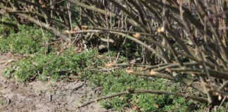 Wiosenne zwalczanie chwastów w porzeczkach i sprawdzony trik na przytulię