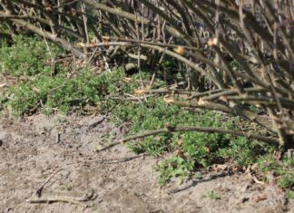 Wiosenne zwalczanie chwastów w porzeczkach i sprawdzony trik na przytulię