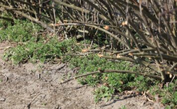 Wiosenne zwalczanie chwastów w porzeczkach i sprawdzony trik na przytulię