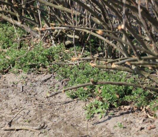 Wiosenne zwalczanie chwastów w porzeczkach i sprawdzony trik na przytulię