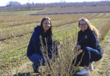 Porzeczki 2026 – kiedy jest wielkopąkowiec i czym go zwalczać