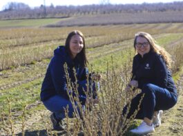 Porzeczki 2026 – kiedy jest wielkopąkowiec i czym go zwalczać