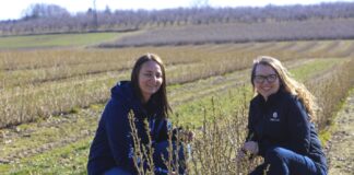 Porzeczki 2026 – kiedy jest wielkopąkowiec i czym go zwalczać