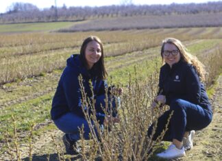 Porzeczki 2026 – kiedy jest wielkopąkowiec i czym go zwalczać