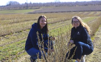 Porzeczki 2026 – kiedy jest wielkopąkowiec i czym go zwalczać