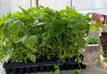 Problemy z jakością doniczkowanych sadzonek malin – plantatorzy alarmują