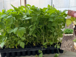 Problemy z jakością doniczkowanych sadzonek malin – plantatorzy alarmują