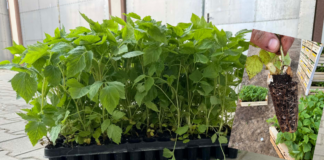 Problemy z jakością doniczkowanych sadzonek malin – plantatorzy alarmują