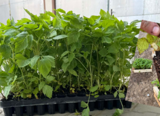 Problemy z jakością doniczkowanych sadzonek malin – plantatorzy alarmują