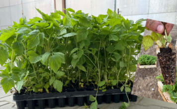 Problemy z jakością doniczkowanych sadzonek malin – plantatorzy alarmują