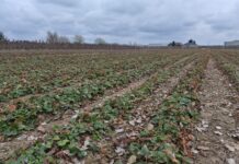 Truskawki w polu na start (monitoring plantacji, 23.03.2026 r.) Polowa plantacja truskawek