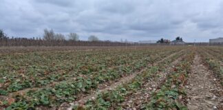 Truskawki w polu na start (monitoring plantacji, 23.03.2026 r.) Polowa plantacja truskawek