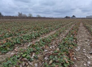 Truskawki w polu na start (monitoring plantacji, 23.03.2026 r.) Polowa plantacja truskawek
