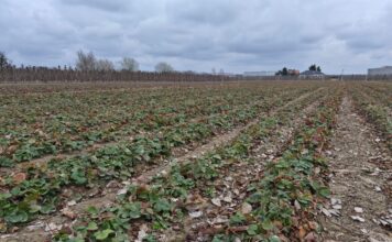 Truskawki w polu na start (monitoring plantacji, 23.03.2026 r.) Polowa plantacja truskawek