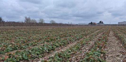 Truskawki w polu na start (monitoring plantacji, 23.03.2026 r.) Polowa plantacja truskawek