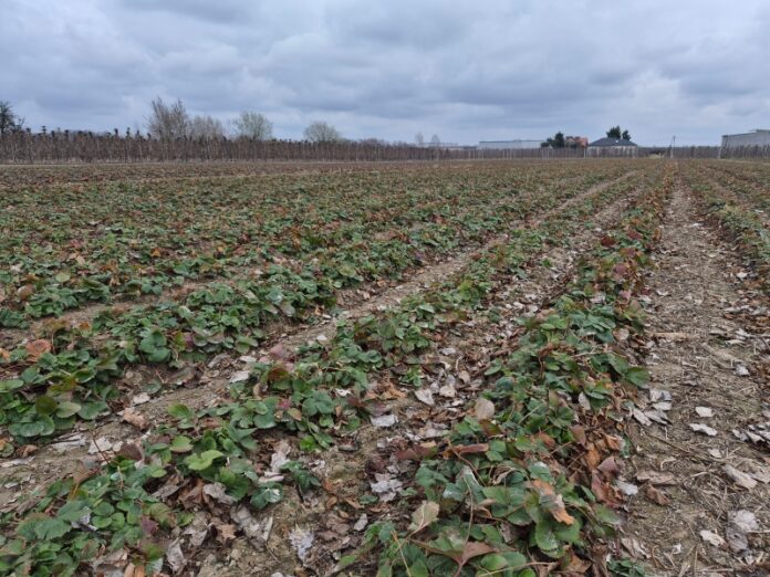 Polowa plantacja truskawek