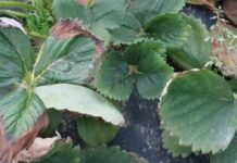 Zimno, chłodno, gorąco – truskawki w tunelach (monitoring plantacji, 29.03.2026 r.) liście truskawki